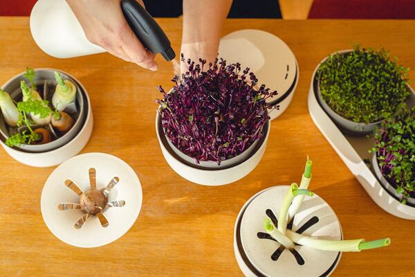 Plastika miska na klíčení microgreens