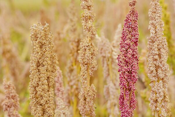jak roste quinoa