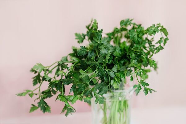 Jak uchovat bylinky, aby zůstaly čerstvé