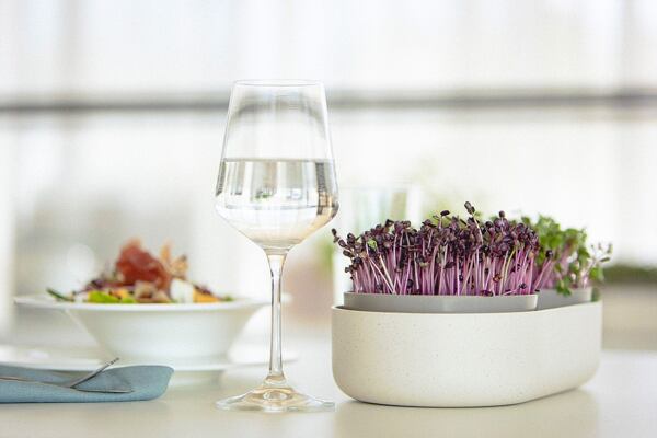 Miska na klíčení microgreens