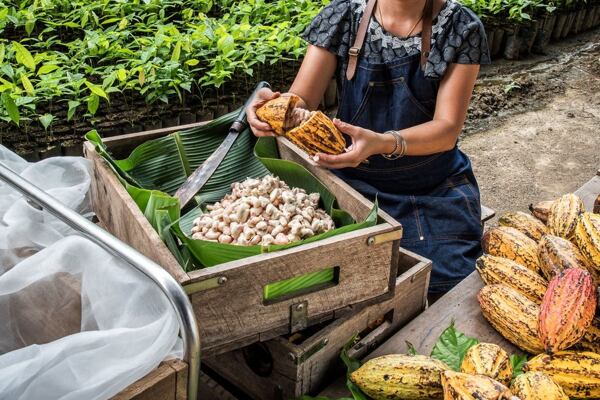 loupání semen kakaa