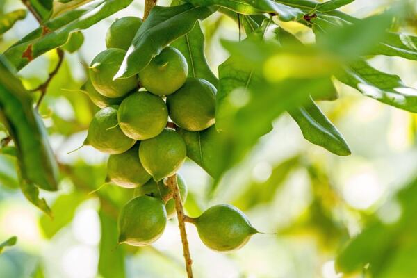 Pěstování makadamů