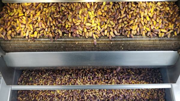 pěstování pistácií