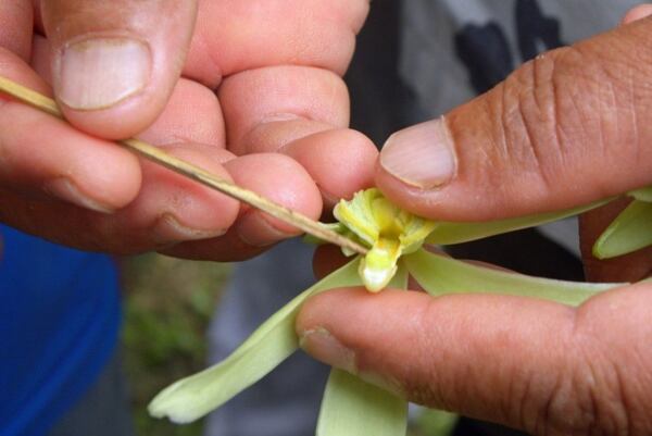 Opylování vanilkovníku