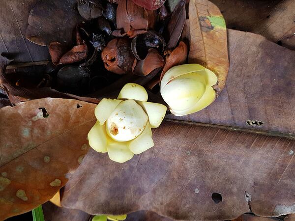 Květy para ořechů