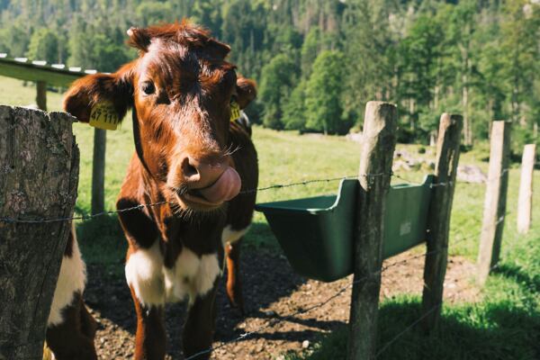Ekologické zemědělství