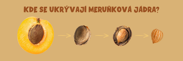 Jádro uvnitř meruňky