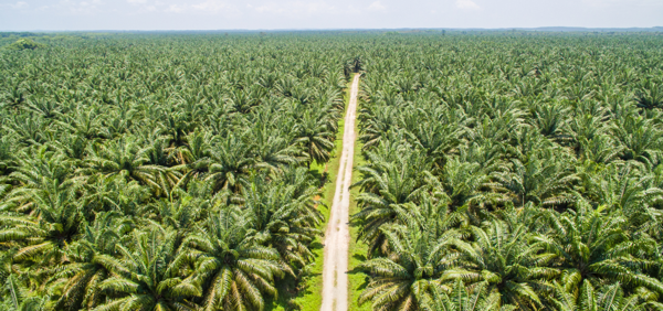 Palmová plantáž nahradila původní prales.