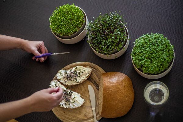 Microgreens