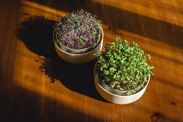 Plastia sada misek na klíčení