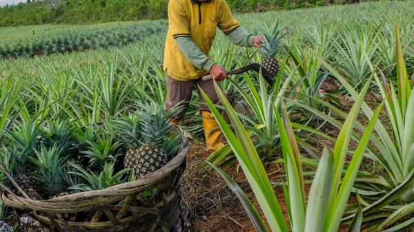 Pěstování ananasu