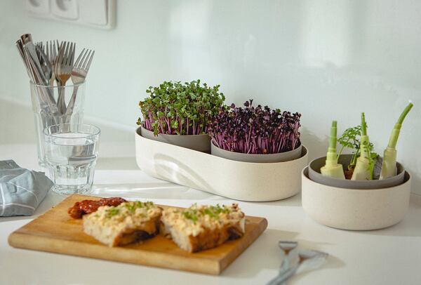 Klíčení microgreens